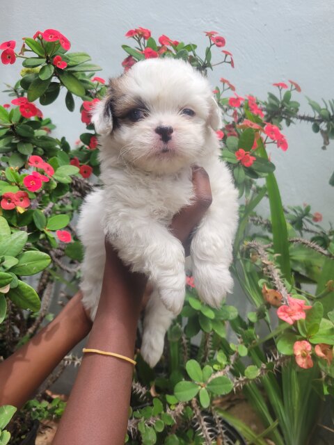 Shihtzu Dogs Kingston