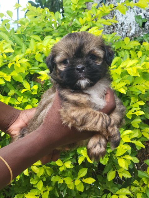 Shihtzu