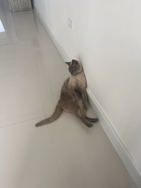 Siamese Cats For Sale Boy And Girl