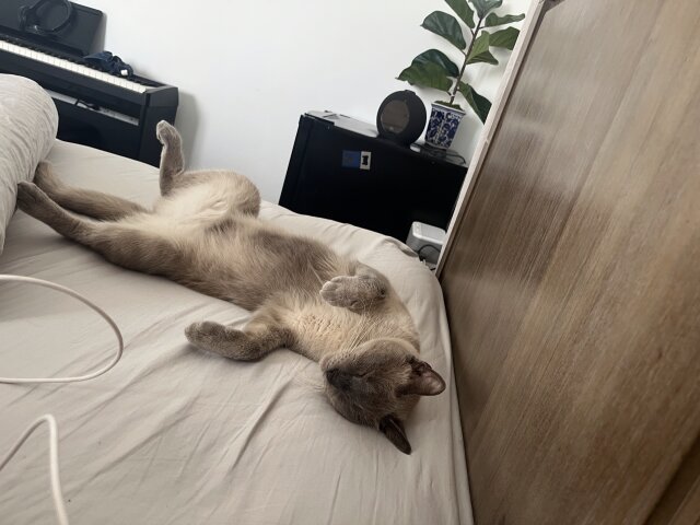 Siamese Cats For Sale Boy And Girl