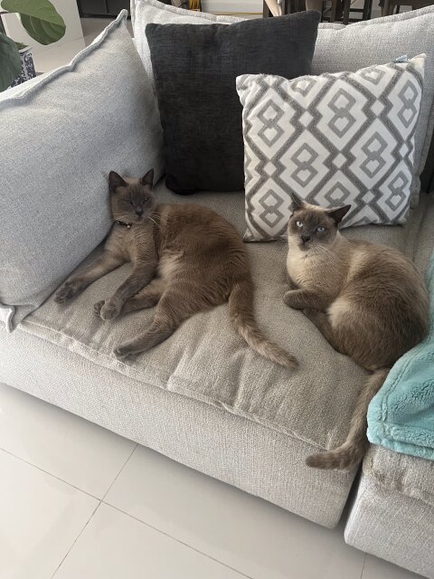 Siamese Cats For Sale Boy And Girl Cats Kingston
