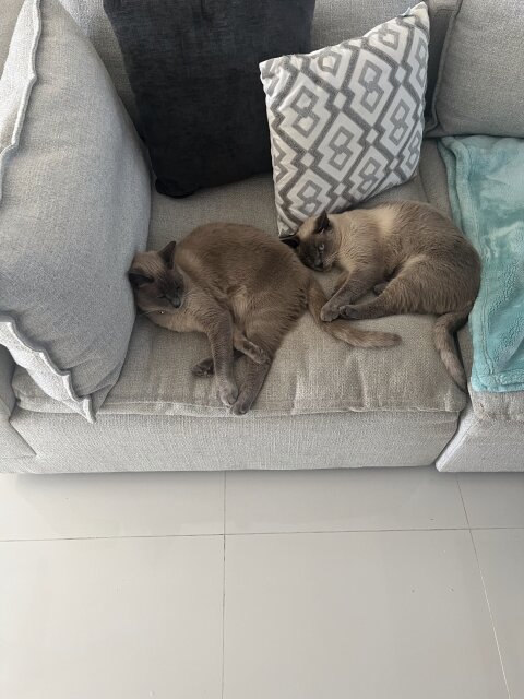 Siamese Cats For Sale Boy And Girl