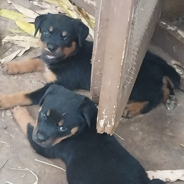 Rottweiller X Mastiff Pups Dogs Osborne Store