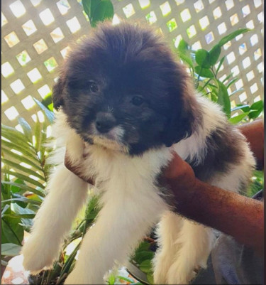 Pom Doodle Puppy For Sale (10 Weeks) Negotiable Dogs Half Way Tree
