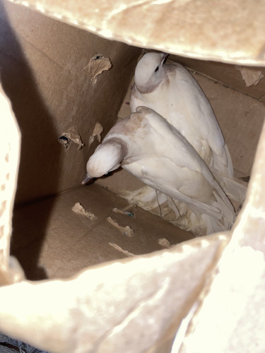 Fancy Dove Purple Color  Birds Montego Bay 