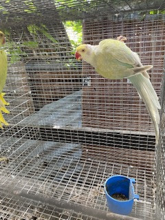 Female Lace Wing Ring Neck Mature  Birds Montego Bay 
