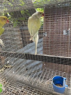 Female Lace Wing Ring Neck Mature 