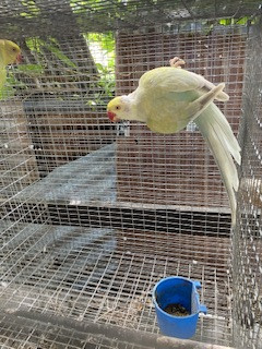Female Lace Wing Ring Neck Mature 