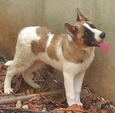 Akita Female Pup Dogs Old Harbour