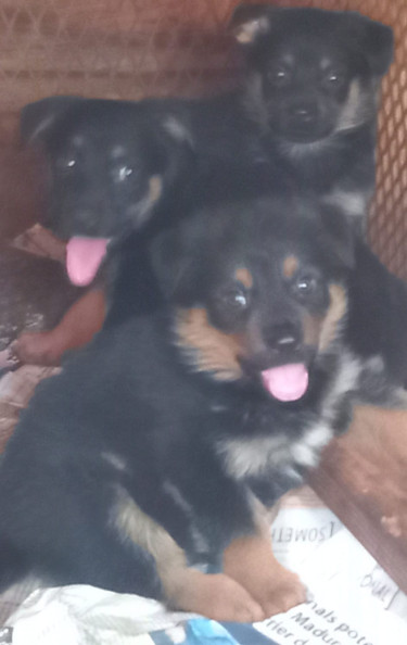 7 Weeks Old Rottweiler/Shepherd Mix Pups