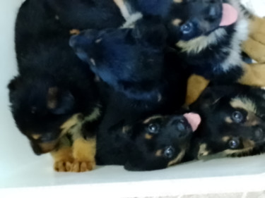 7 Weeks Old Rottweiler/Shepherd Mix Pups