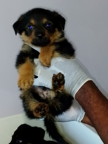 7 Weeks Old Rottweiler/Shepherd Mix Pups Dogs Old Harbour