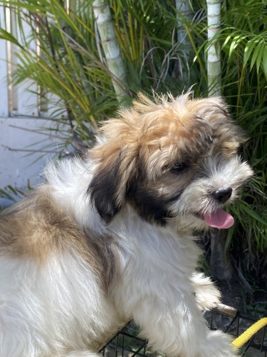 Male Shihpoo Pups Dogs Portmore 