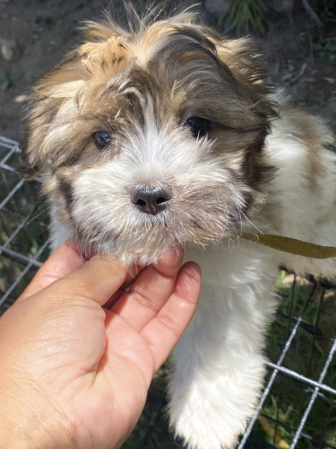 Male Shihpoo Pups