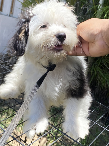 Male Shihpoo Pups