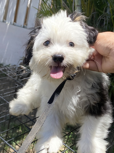 Male Shihpoo Pups