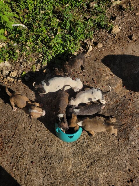 Pitbull Puppies Dogs Goshen
