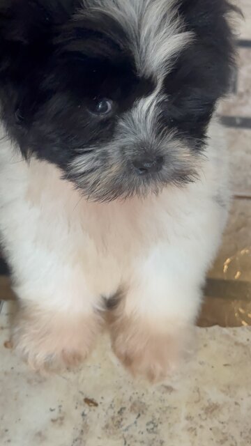 Male Shihtzu Poodle Mix