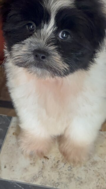 Male Shihtzu Poodle Mix Dogs Linstead