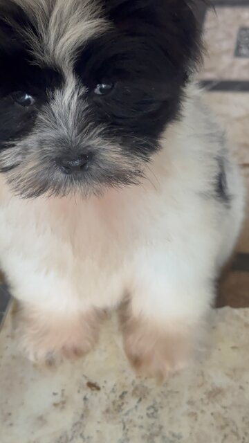 Male Shihtzu Poodle Mix