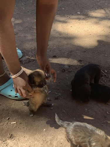 Shih Tzu Puppies Male And Female 
