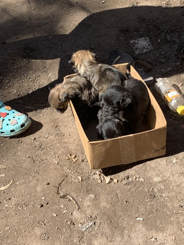 Shih Tzu Puppies Male And Female 