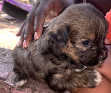 Shih Tzu Puppies Male And Female  Dogs Delivery Available 