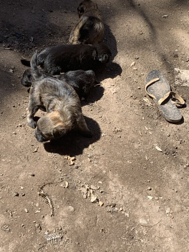 Shih Tzu Puppies Male And Female 