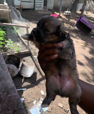 Shih Tzu Puppies Male And Female 