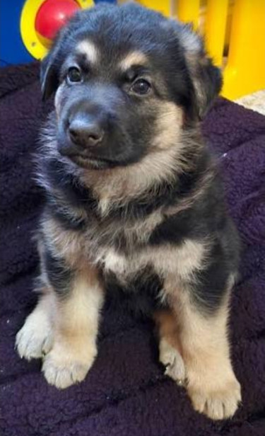 German Shepherd Puppies For Sale  Dogs Boarder Of St. Elizabeth And Manchester 