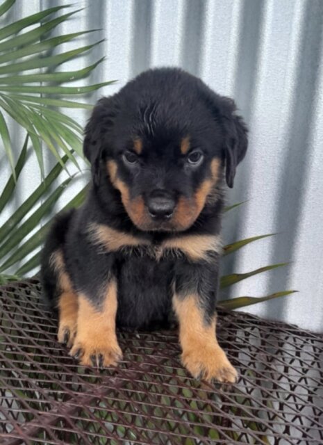 8 Weeks Olds Rottweiler Pups For Sale Dogs Old Habour