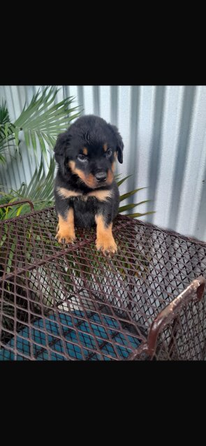 8 Weeks Olds Rottweiler Pups For Sale
