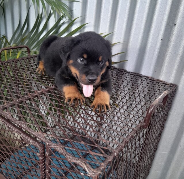 8 Weeks Olds Rottweiler Pups For Sale