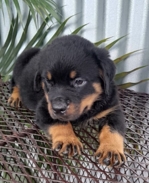 8 Weeks Olds Rottweiler Pups For Sale