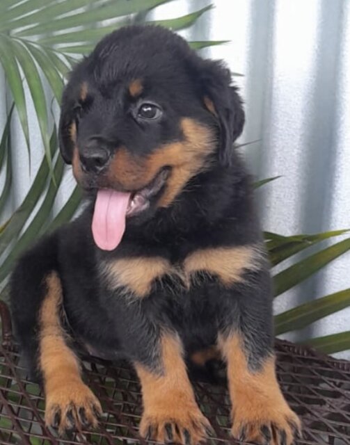 8 Weeks Olds Rottweiler Pups For Sale