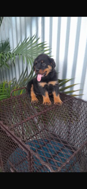 8 Weeks Olds Rottweiler Pups For Sale