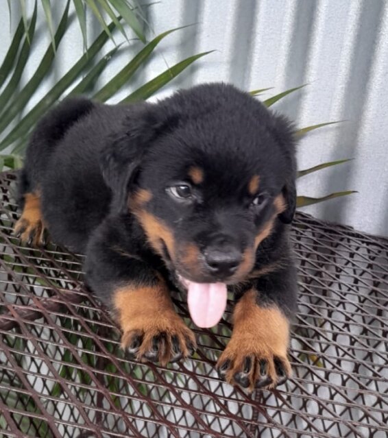 8 Weeks Olds Rottweiler Pups For Sale