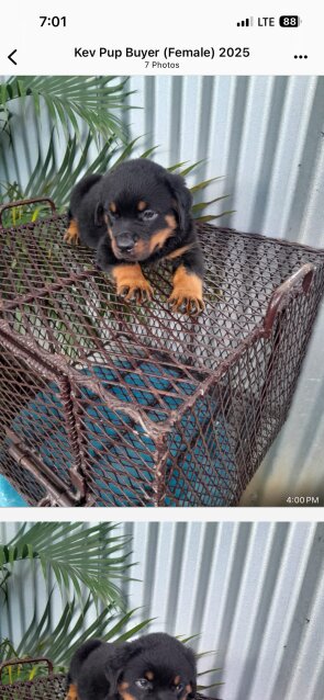 8 Weeks Olds Rottweiler Pups For Sale