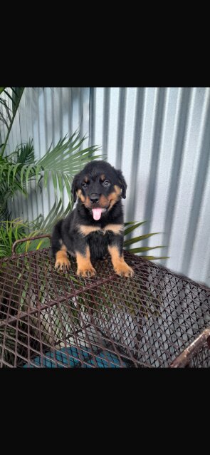 8 Weeks Olds Rottweiler Pups For Sale