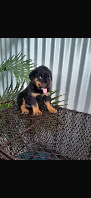 8 Weeks Olds Rottweiler Pups For Sale