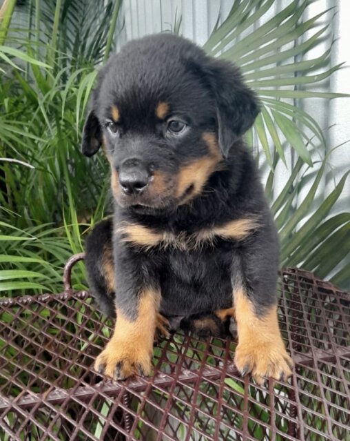 8 Weeks Olds Rottweiler Pups For Sale