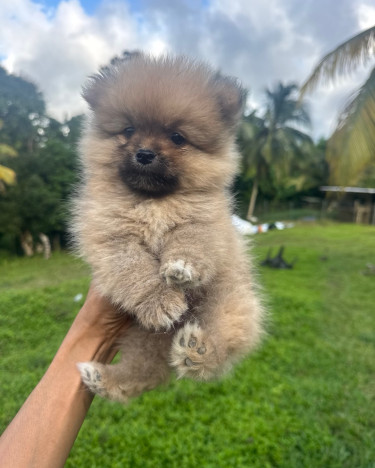 POMERANIAN PUPPY FOR SALR IN JAMAICA  Dogs Kingston