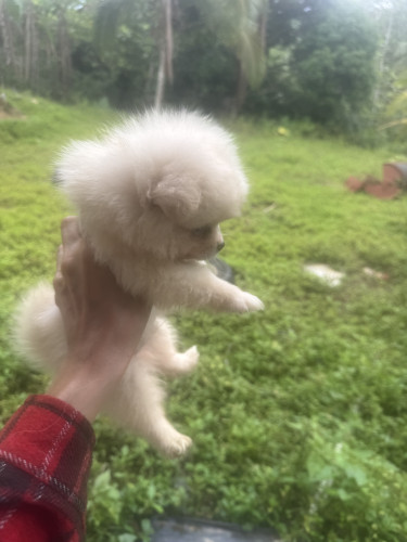 Black Pomeranian Puppy  Dogs Kingston