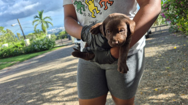 LABRADOR RETREIVER