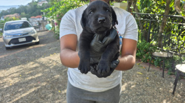 LABRADOR RETREIVER