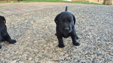 LABRADOR RETREIVER