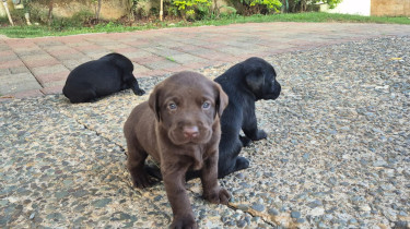 LABRADOR RETREIVER