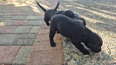 LABRADOR RETREIVER