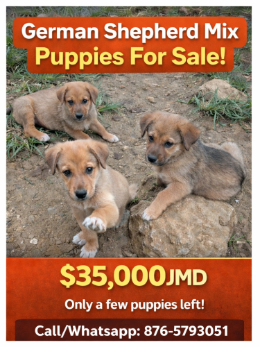 German Shepherd Mix Puppies – Healthy & Active  Dogs Border Of Clarendon, Manchester And St ANn