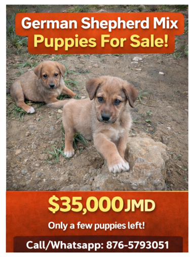 German Shepherd Mix Puppies – Healthy & Active 